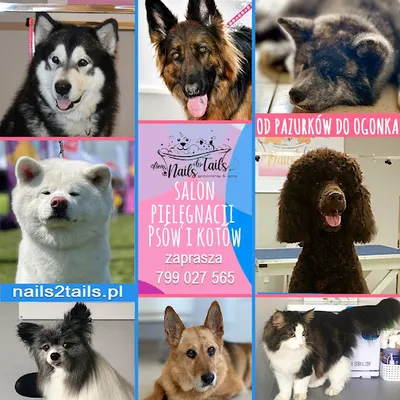 Nails 2 Tails - Pet Grooming Łódź/Zgierz